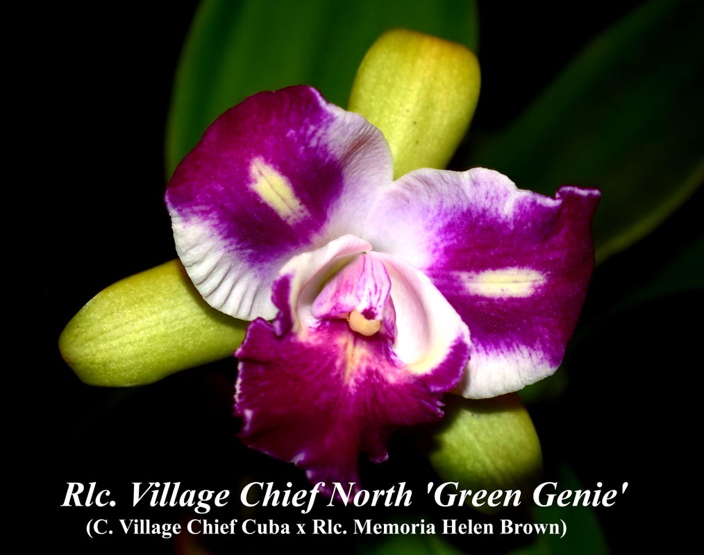 Rlc. Village Chief North \'Green Genie\' 4\"